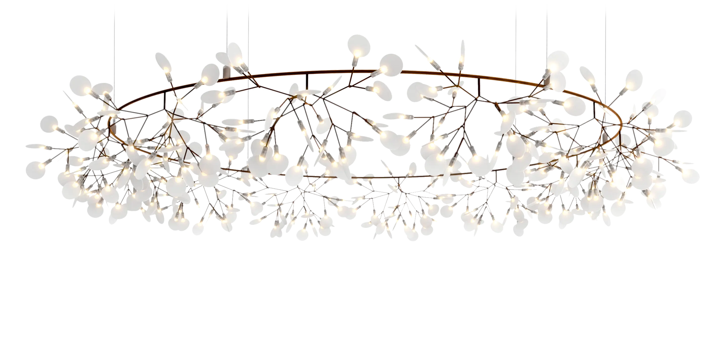 Front view Heracleum Big O Copper